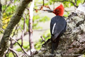 Magellanic Woodpecker, Campephilus magellanicus © Claudio F. Vidal, Far South Exp