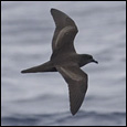 Bulwer's Petrel by G&ouml;ran Ekstr&ouml;m