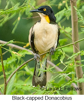 Black-capped Donacobius - &copy; Laura L Fellows and Exotic Birding LLC