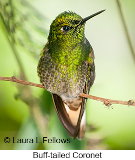 Buff-tailed Coronet - &copy; Laura L Fellows and Exotic Birding LLC