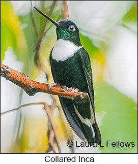Collared Inca - &copy; Laura L Fellows and Exotic Birding LLC