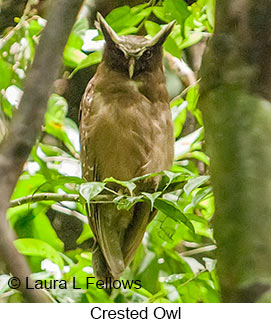 Crested Owl - &copy; Laura L Fellows and Exotic Birding LLC