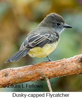 Dusky-capped Flycatcher - &copy; Laura L Fellows and Exotic Birding LLC