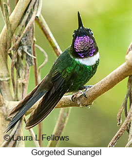 Gorgeted Sunangel - &copy; Laura L Fellows and Exotic Birding LLC