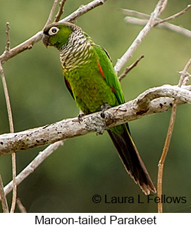 Maroon-tailed Parakeet - &copy; Laura L Fellows and Exotic Birding LLC