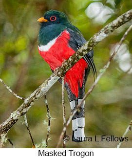 Masked Trogon - &copy; Laura L Fellows and Exotic Birding LLC