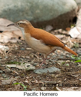 Pacific Hornero - &copy; Laura L Fellows and Exotic Birding LLC