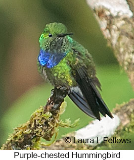 Purple-chested Hummingbird - &copy; Laura L Fellows and Exotic Birding LLC