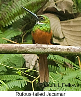 Rufous-tailed Jacamar - &copy; Laura L Fellows and Exotic Birding LLC
