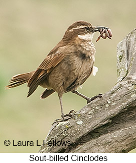 Stout-billed Cinclodes - &copy; Laura L Fellows and Exotic Birding LLC
