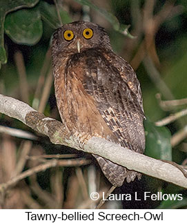 Tawny-bellied Screech-Owl - &copy; Laura L Fellows and Exotic Birding LLC
