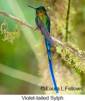 Violet-tailed Sylph - &copy; Laura L Fellows and Exotic Birding LLC