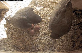 Wanderfalken-Paar im Horst mit drei Eiern | © LBV