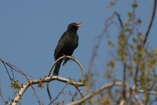 tur.merula---Amsel---Z.-Tunka--IMG_9056a
