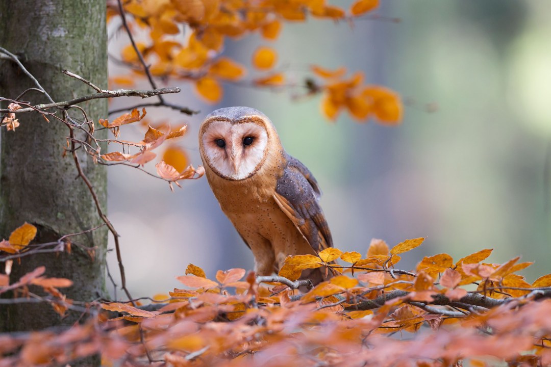 Schleiereule sitzt in herbstlicher Buche | © Marcus Bosch