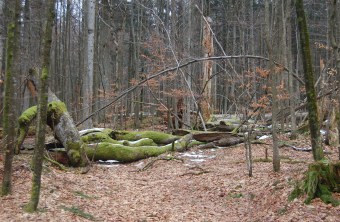 Totholz im Bayerischen Wald | © Dr. Andreas von Lindeiner