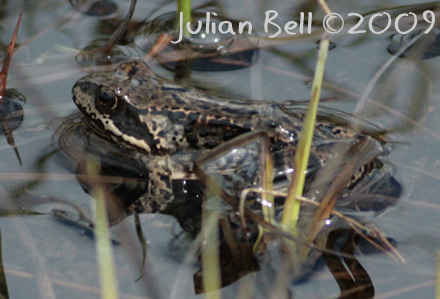 Amazingly both frogs and toads live on the Hardangervidda