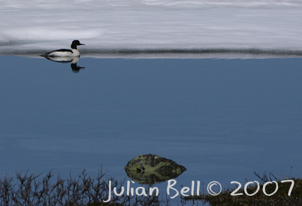 Male Goosander, Hardangervidda