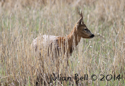 Roe Deer, Forenbu