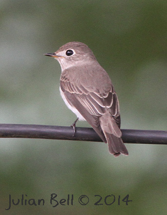 Asian Brown Flycatcher, Luang Prabang, Laos, November 2014