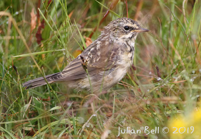 Young Bluethroat, Hardangervidda, early August 2019