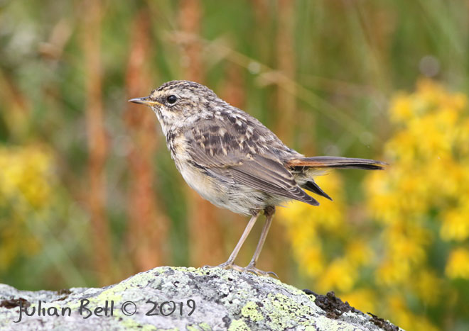 Young Bluethroat, Hardangervidda, early August 2019