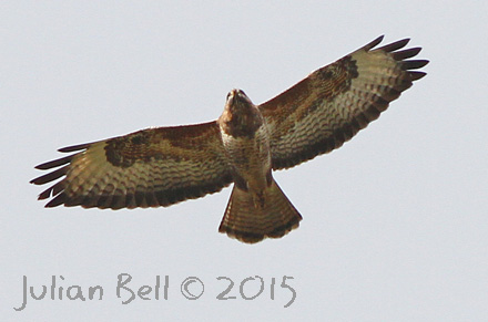 Common Buzzard