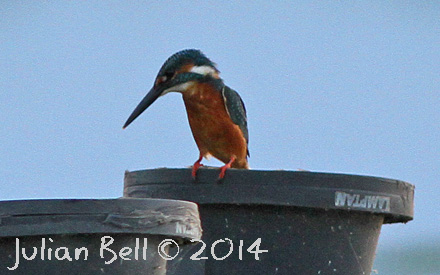 Common Kingfisher, Pha ayo, Thailand
