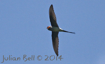 Crested Treeswift, Chiang Dao, Thailand