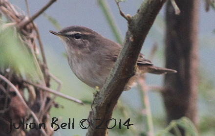 Dusky Warbler, Vang Vieng, Laos