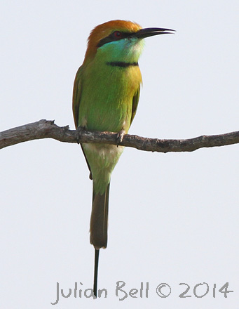 Green Bee-eater