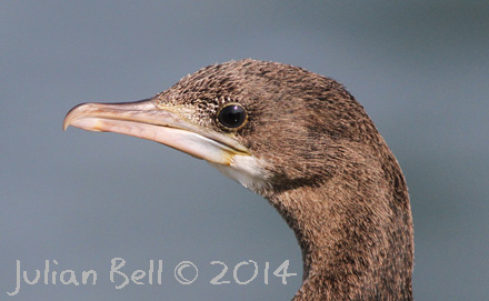 Little Cormorant, Laem Phak Bia Project