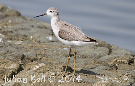 Marsh Sandpiper, Pak Thale, Thailand