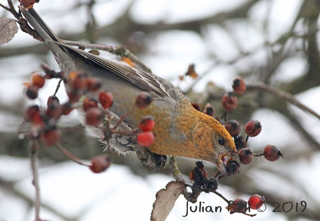 Pine Grosbeak, Oslo, December 2019
