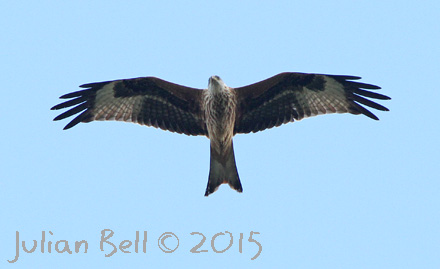 Migrating Red Kite, Falsterbo