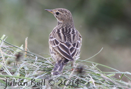Red-throated Pipit, Phu Cha Fa, Thailand