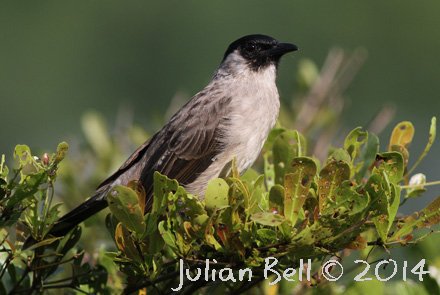 Sooty-headed Bulbul, Vang VIeng, Laos, November 2014
