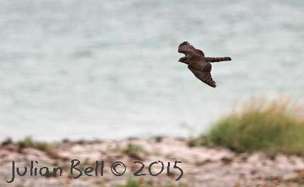Migrating Sparrowhawk, Nabben, September 2015