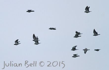 Migrating Stock Doves, Nabben, September 2015