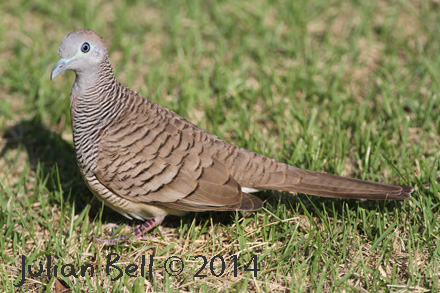 Zebra Dove