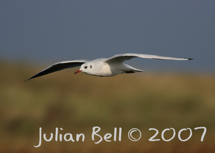 Black-headed Gull