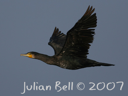 Great Cormorant