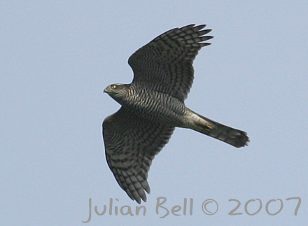 Sparrowhawk