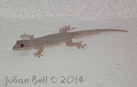 Gecko, Chiang Dao Nest