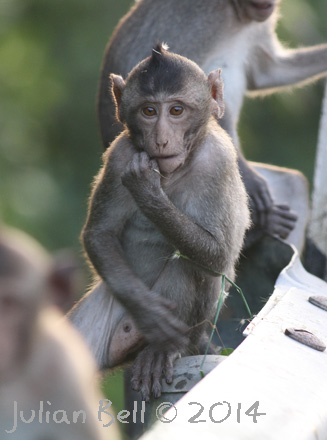 Long-tailed Macaque