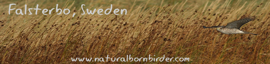 Migrating Sparrowhawk at Falsterbo, Sweden
