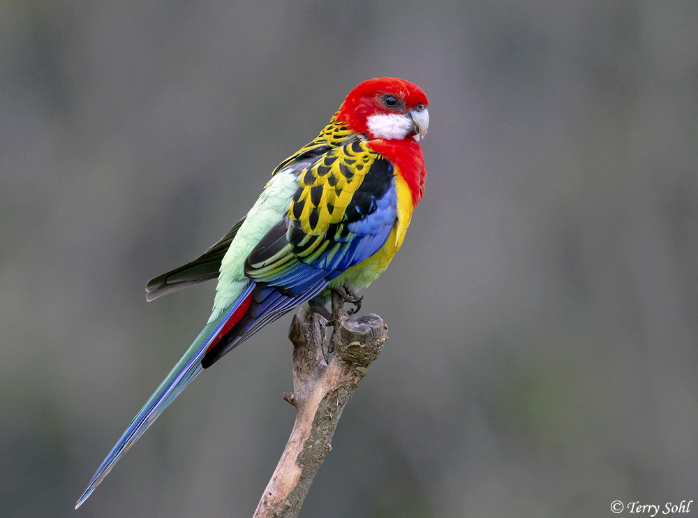 Eastern Rosella Australian featured photo