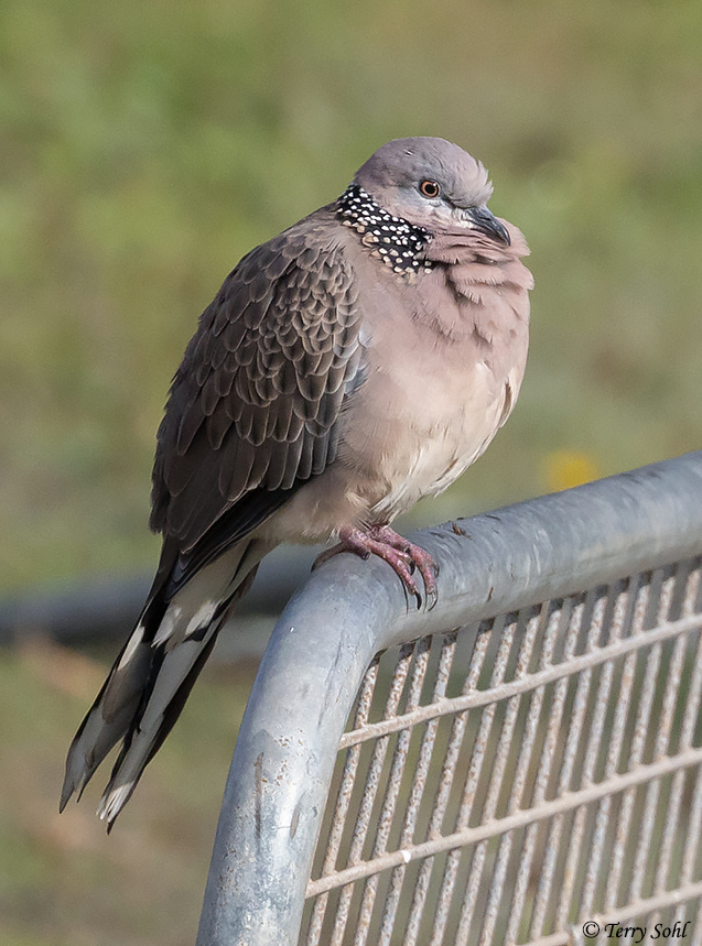 Spotted Dove favorite photo - Spilopelia chinensis