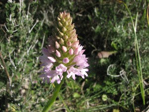 Anacamptis pyramidalis