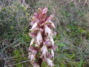 Barlia robertiana